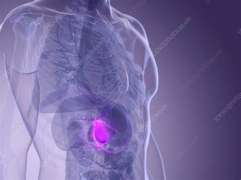 Male Gallbladder Illustration Stock Image F0276423 Science