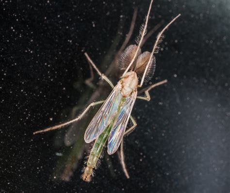 Spring 2021 Newsletter Alameda County Mosquito Abatement District