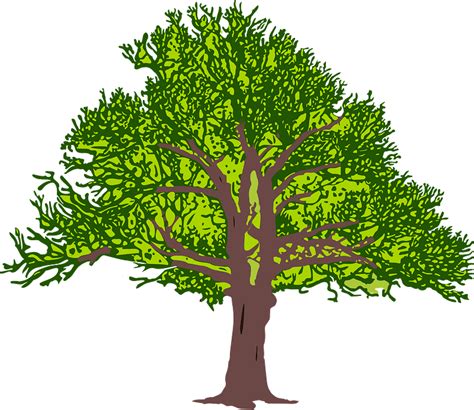 Green Tree With Leaves Clipart Free Download Transparent Png Creazilla