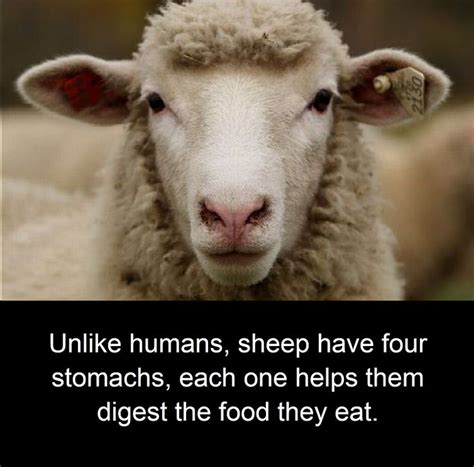 Its A Fact Sheep Face Sheep Animals