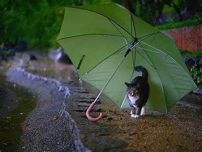 Rainy Wallpapers Umbrella Cat Gemerkt Von