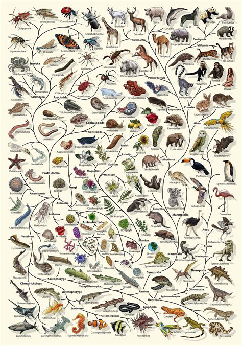 Evolution Poster Tree Of Life Poster Biology Lover T Idea Etsy Uk