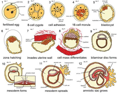 Desarrollo embrionario concepto etapas y sus características en Periodo embrionario