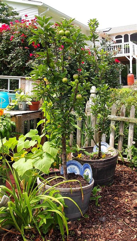 Best Unexpected Plants You Can Grow In Containers The