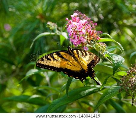Beautiful Eastern Tiger Swallowtail Butterfly Papilio Glaucus Feeding