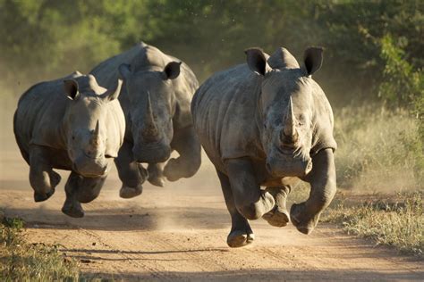 11 Fun Facts About Rhinos Rhino Africa Blog