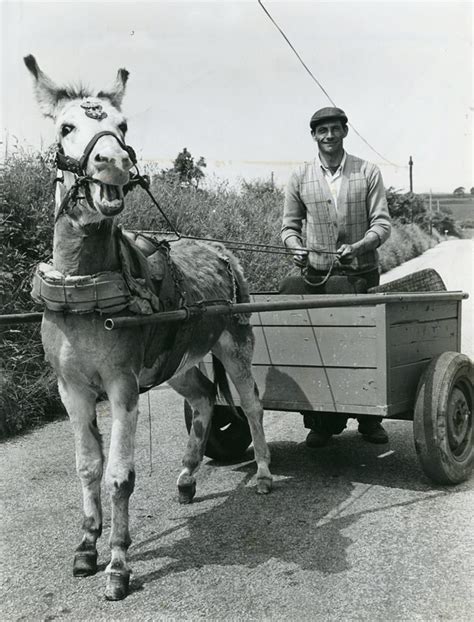 An Old Photo Of A Donkey Pulling A Two Wheeled Cart Helston Cornwall