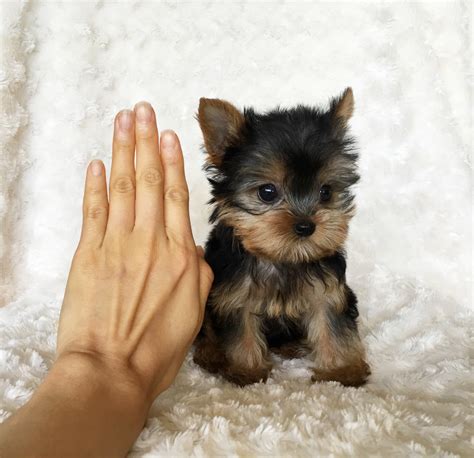Tiny Teacup Yorkie Puppy For Sale Iheartteacups