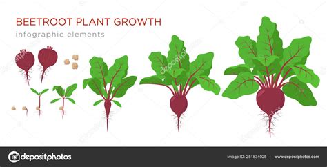 Beetroot Plant Growth Stages Infographic Elements Growing Process Of