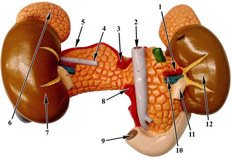 Spleen Kidney Pancreas Model Posterior Diagram Quizlet