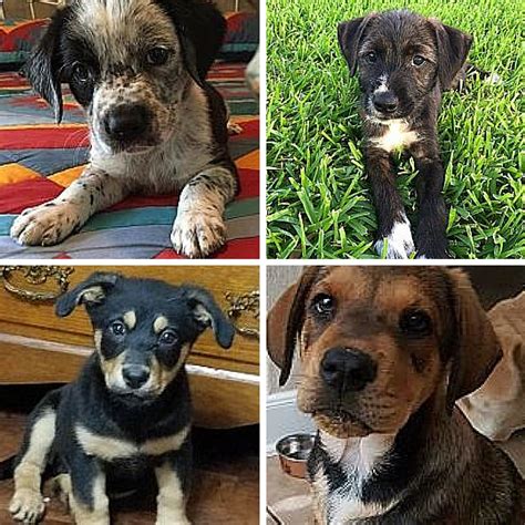 When a dog is marked reserved, that pup. Puppies Available for Adoption in July!