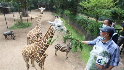 Kebun Binatang Bandung Diserbu Pengunjung Luar Kota Di Libur Natal Dan