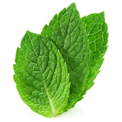 Peppermint Oil For Ibs Fodmap Life