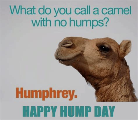 🐪🐫 Happy Hump Funny ~ Good Morning ~ Images ~ Quotes