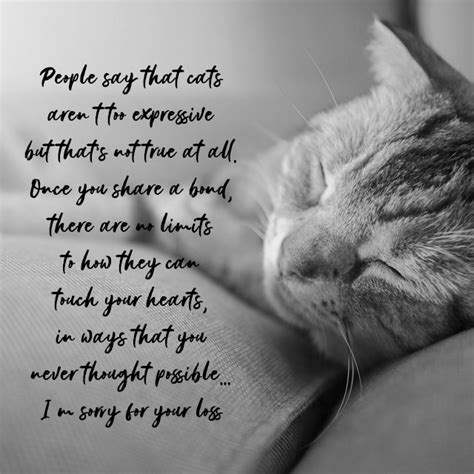 Sympathy Messages For Pets Condolence Quotes For Dogs Cats And More
