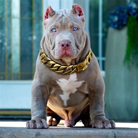 Blue Nose Xl Pitbull Puppies For Sale American Pitbull Terrier Hulk