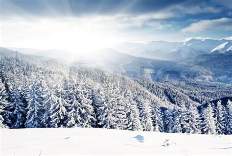 Beautiful Winter Landscape With Snow Covered Trees Stock