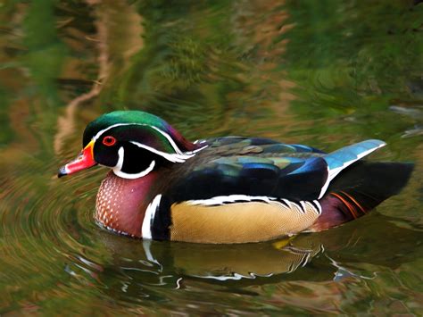 The Wonder Of Wood Ducks Lake County Nature