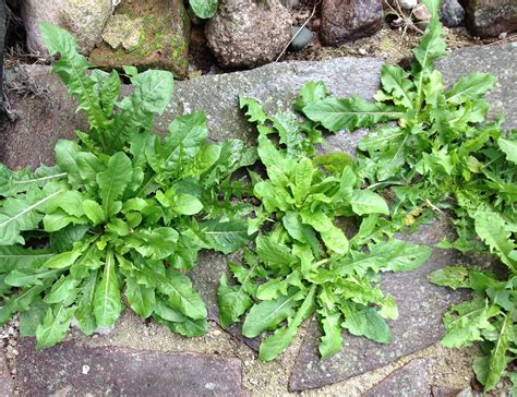 Images How To Identify Weeds In Your Garden And Description Alqu Blog
