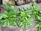 7 Images How To Identify Weeds In Your Garden And Description - Alqu Blog
