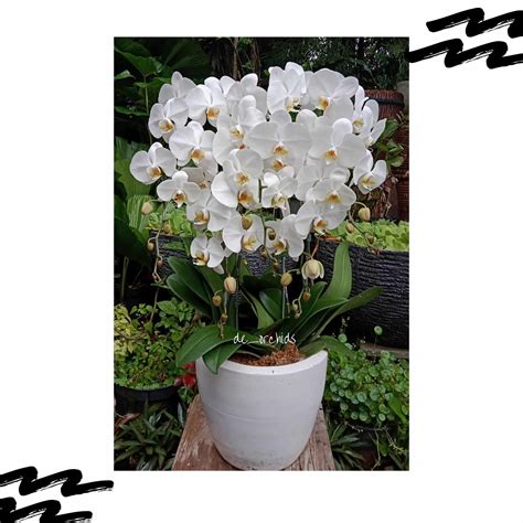 Anggrek Bulan Isi 5 Pohon Warna Putih De Orchids