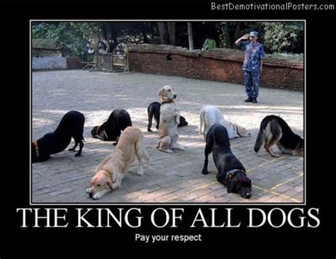 The King Of All Dogs Demotivational Poster