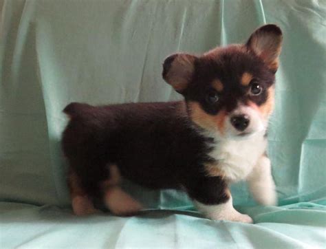 Order by click here to be notified when new pembroke welsh corgi puppies are listed. AKC Pembroke Welsh Corgi Puppies for Sale in Eugene ...
