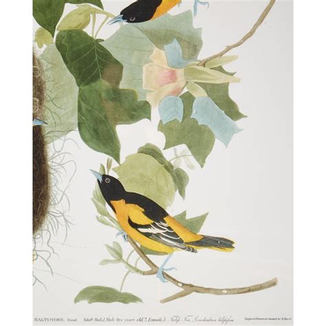 audubon baltimore oriole plate 12 havell edition chairish