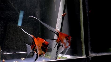 Koi Angelfish Breeding Pair 2278 Youtube