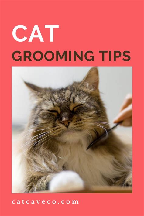 Best Cat Grooming Products For Fussy Felines Cat Grooming Cats Cool Cats