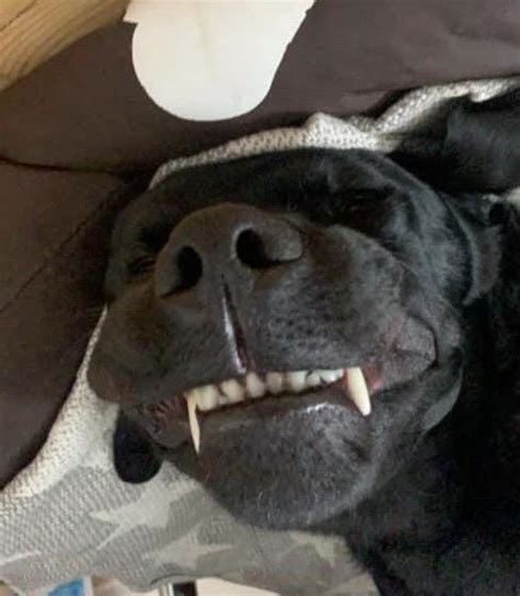 Saw This Cute One On A Facebook Thread Toofers
