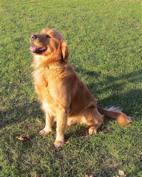 Adult Dogs Spaniels Goldador And Golden Retriever Candyville