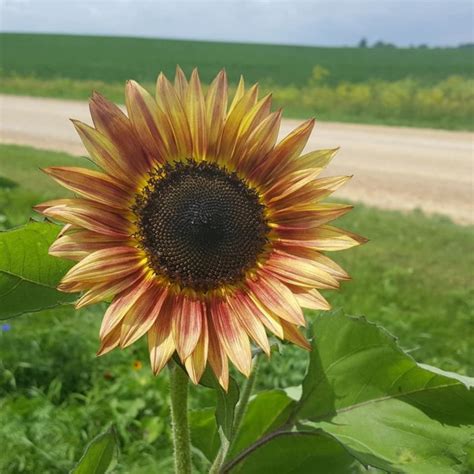 Open seasonally opens for the season in june! Miss Effie's Is The Best Pick Your Own Flower Farm In Iowa