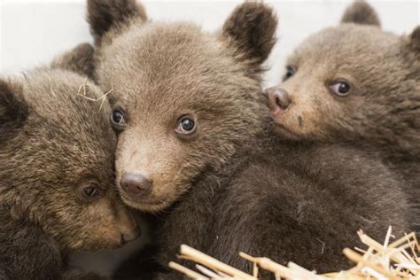 Three Baby Bears Rescued Near Dospat Are Now Safe And Get 24 Hour Care