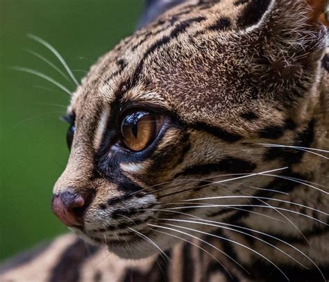 Margay Margay Cat Cats And Kittens Leopard Cat