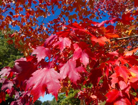 6 Types Of Maple Trees For Your Landscape