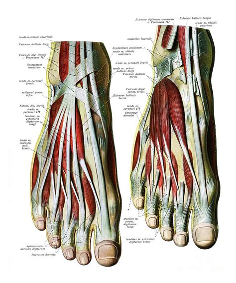Extensor Tendons Of Foot Photograph By Microscapescience Photo Library