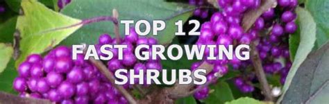 A rounded shrub with white spring flowers and purple fall leaves that can grow up to two feet a year. Top 12 Fast Growing Shrubs | pyracantha.co.uk