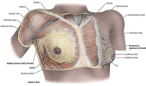 This muscle extends across the neck, shoulder, and back. 1.3 Superficial dissection, female pectoral region ...