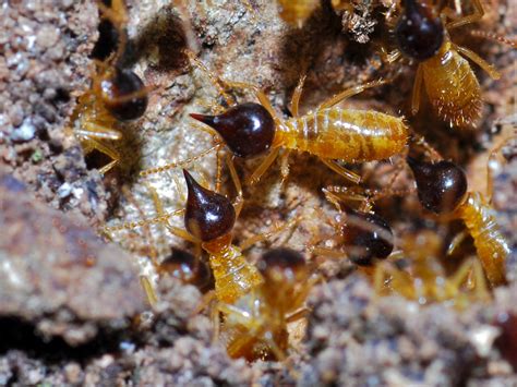 Drywood Termites Types Identification Signs And Treatment