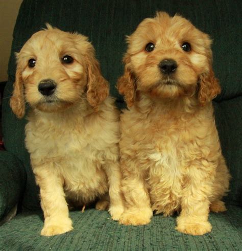 Whitetail mountain doodles is an ethical breeder of high quality f1b goldendoodle puppies. Goldendoodle Puppies For Sale | Curious Puppies