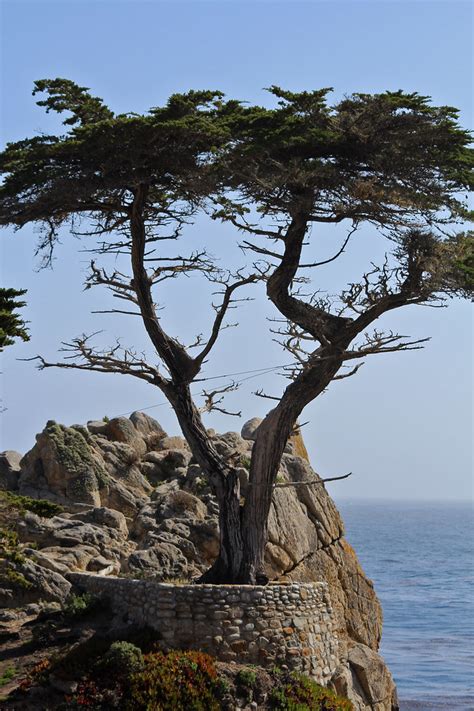 Lone Cypress Tree Pebble Beach California 17 Mile Drive Flickr