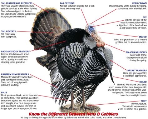 How To Tell The Difference Between Male Female Turkeys Kim Smith Films