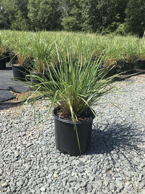 Feather Reed Grass ‘karl Foerster Calamagrostis X Acutiflora ‘karl