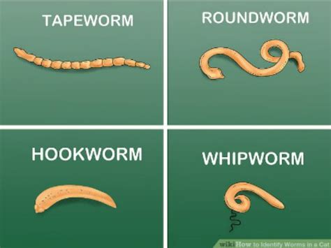 Worms In Pets Everything You Need To Know Riverview Animal Hospital
