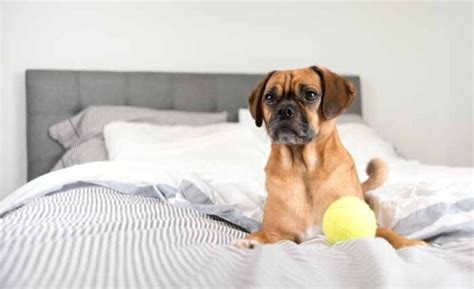 Puggle Dog Breed Profile Everything You Need To Know Top Dog Tips
