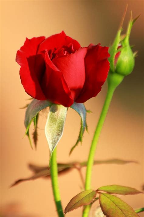 Red Rose Bud Photograph By Philip Neelamegam Fine Art America