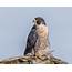 Peregrine Falcon On Perch Photograph By Morris Finkelstein