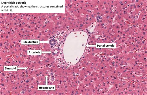 Liver Normal Histology Nus Pathweb Nus Pathweb