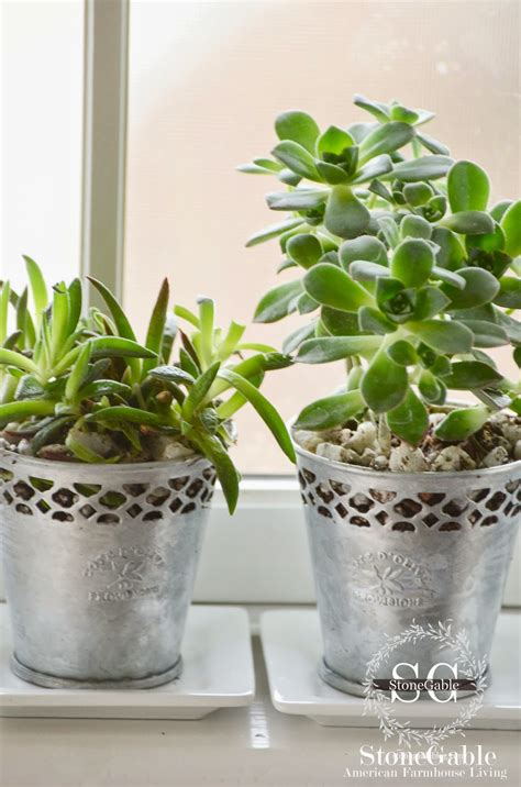 A cactus is a plant that lives in dry with little water. SUCCULENTS... CARE OF A TRENDY PLANT - StoneGable